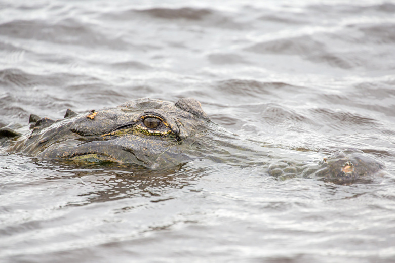Спасатели вытащили голову и бюстгальтер из желудка крокодила